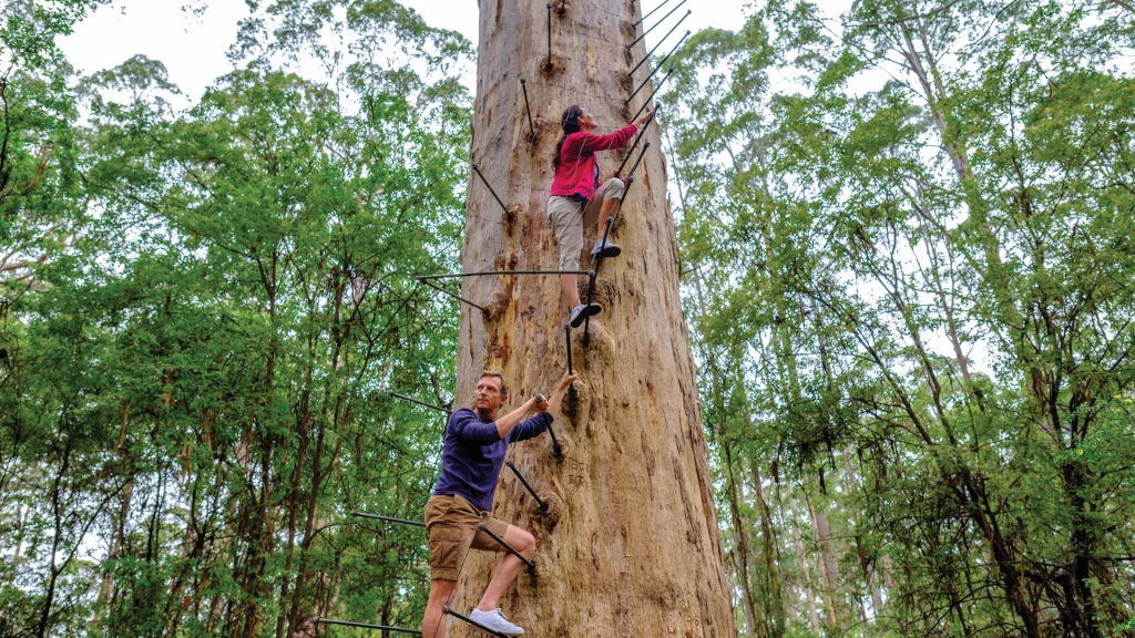 gloucester tree from the bottom