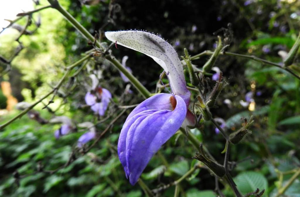wild flower in botanic garden