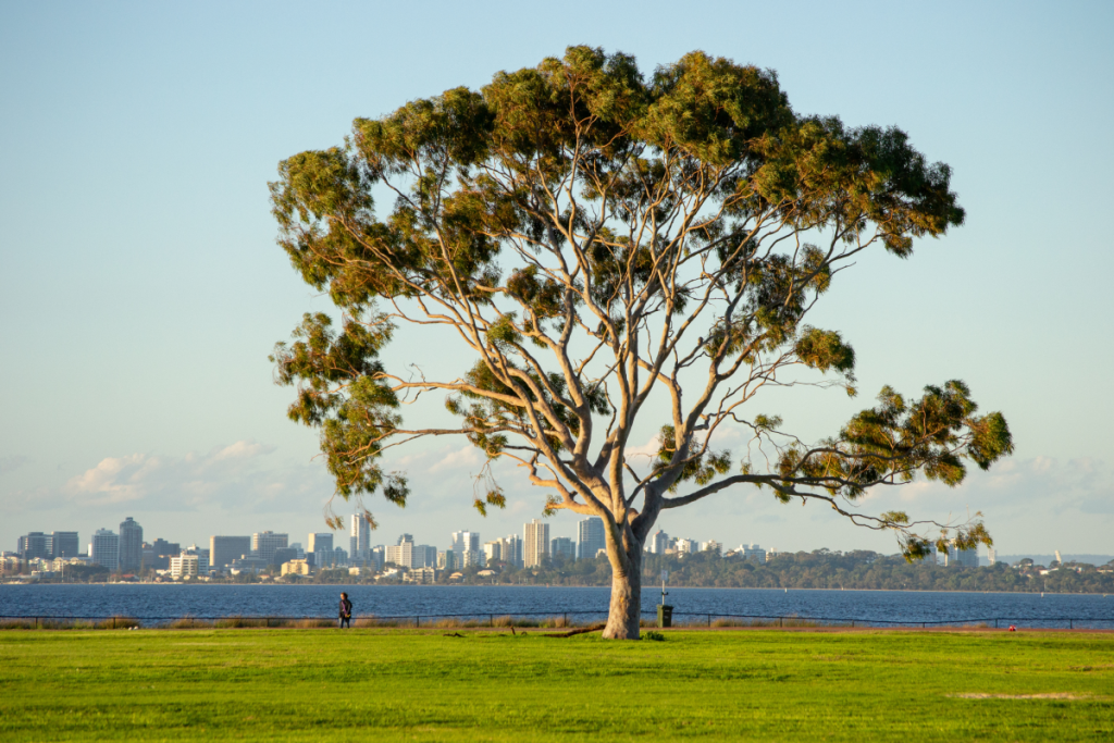 perth-things-to-do-november