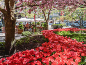 5 Places To See Beautiful Tulips In And Around Philly—From Vibrant U-Pick Farms To Public Gardens
