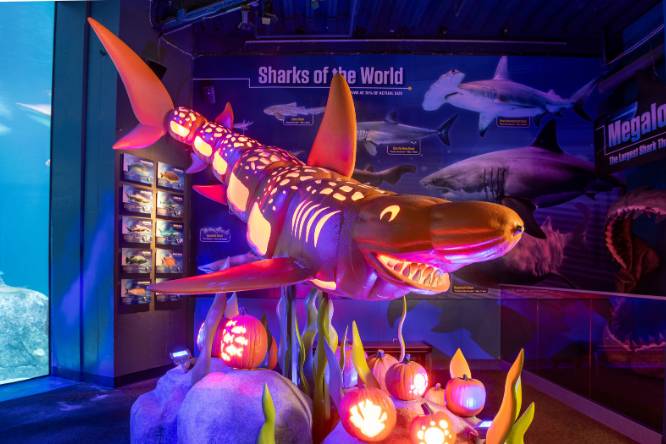 adventure aquarium halloween