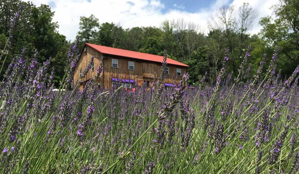Waltz Through 3,000 Beautiful Lavender Plants at This Peaceful Farm Only an Hour from Philly
