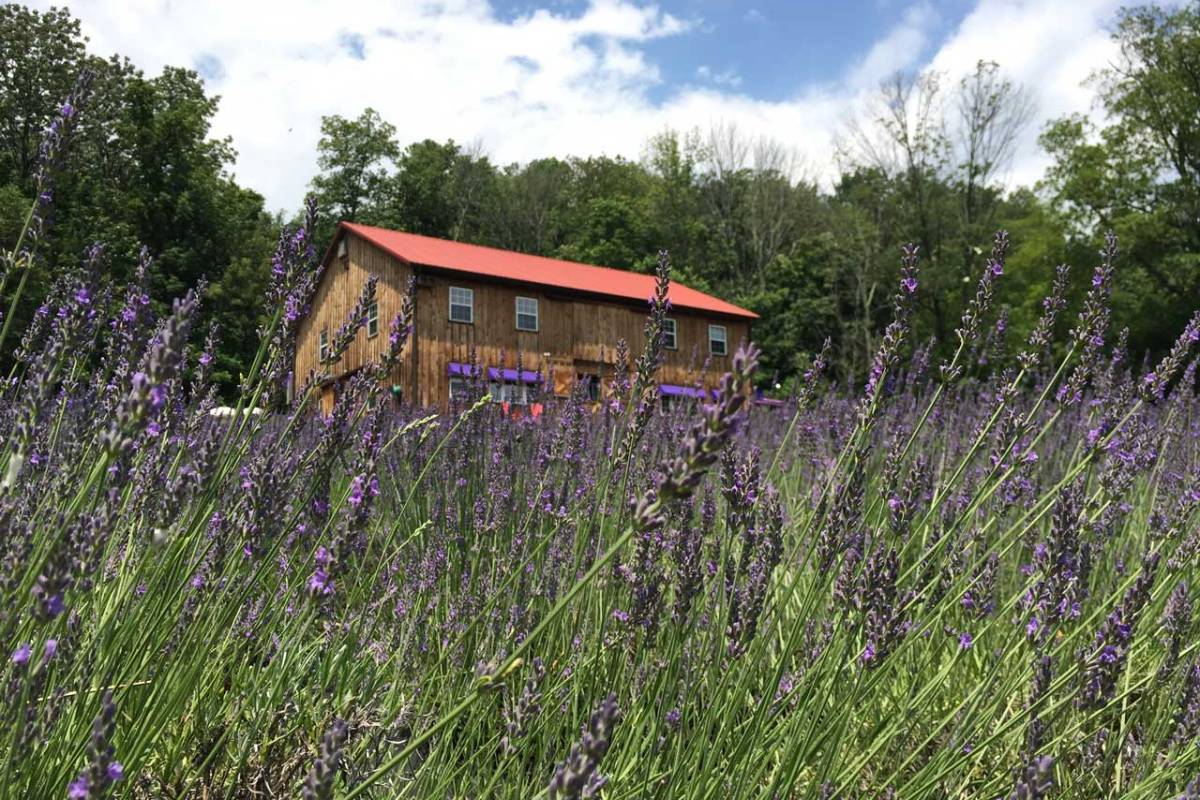 Pick Your Own Fresh Lavender At Peace Valley Lavender Farm