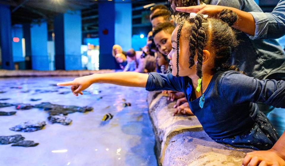 See Flashlight Fish and Colorful Creatures at Adventure Aquarium’s Wildest Exhibit Yet