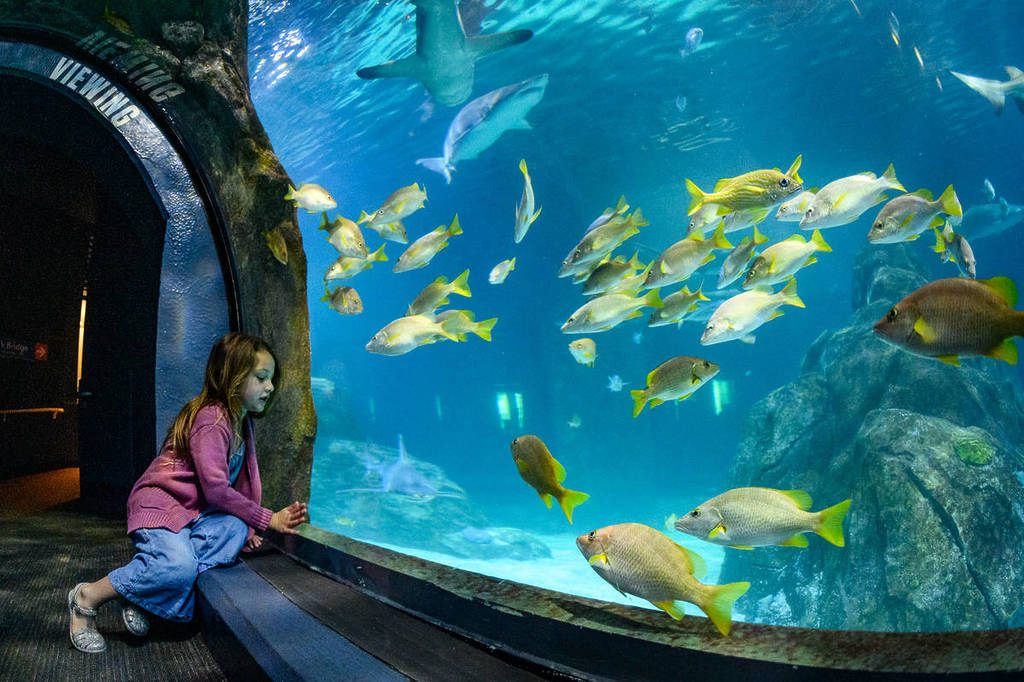 The Shark Tunnel at Adventure Aquarium in New Jersey.