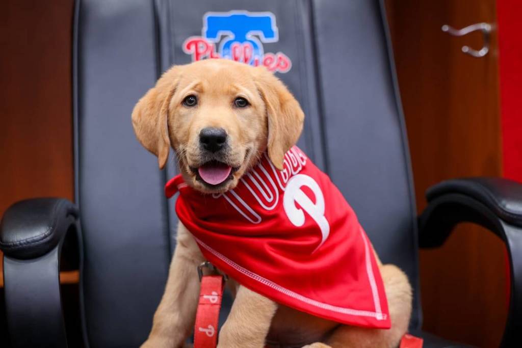 Tugger, service pup-in-training