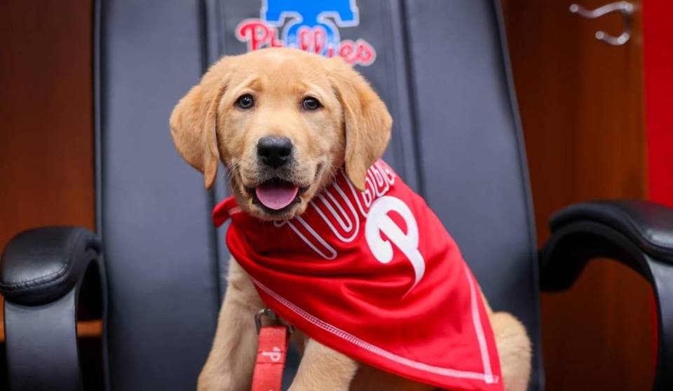 Meet Tugger: Phillies Introduce Adorable Service Pup-In-Training Honoring Tug McGraw