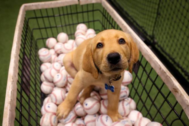 Tugger poses for picture with baseballs