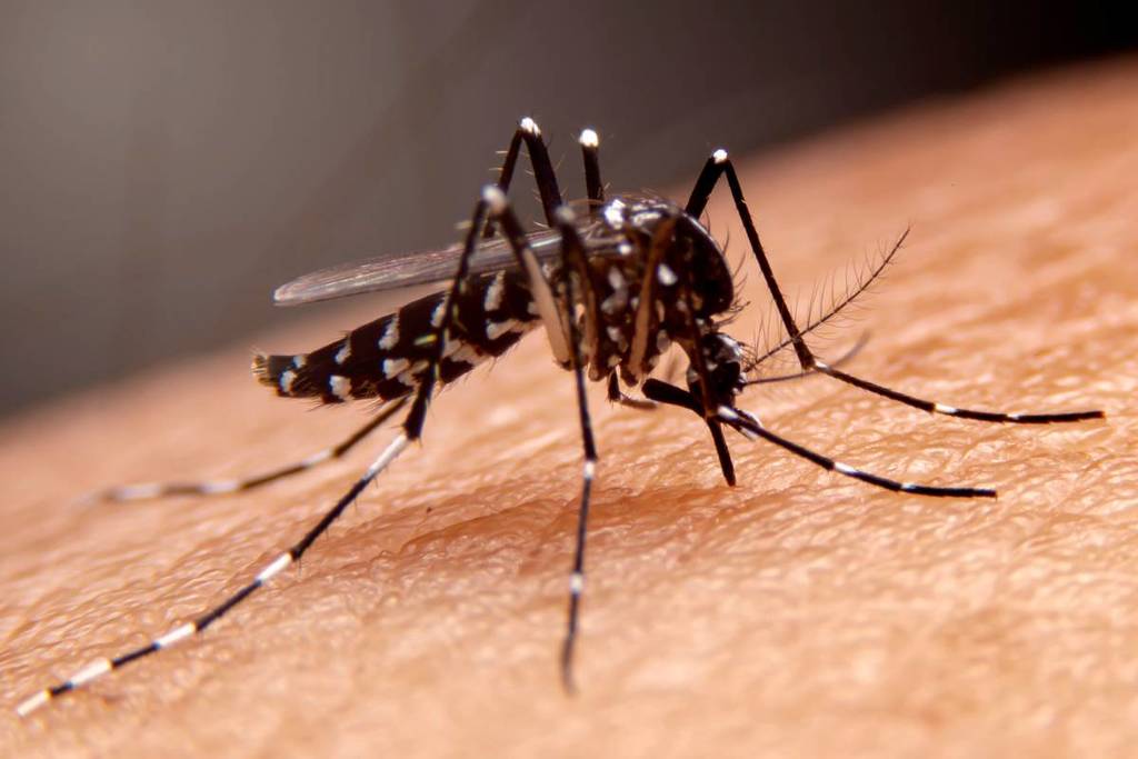 west nile virus