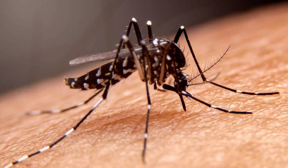 Mosquitos In Northeast Philadelphia Test Positive For West Nile Virus -Here’s What You Need To Know