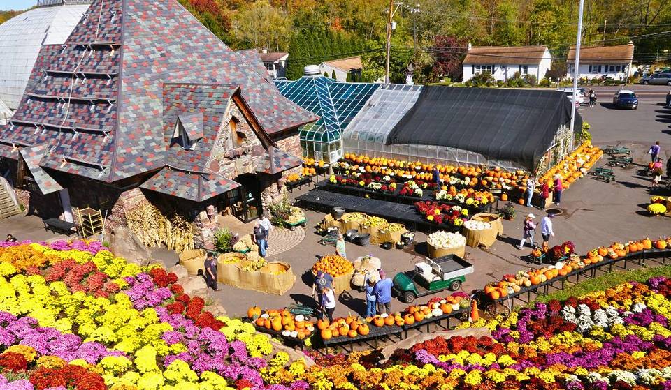 Climb a 40-Foot Mountain Of Mums At This Colorful Fall Destination Just Outside Of Philadelphia