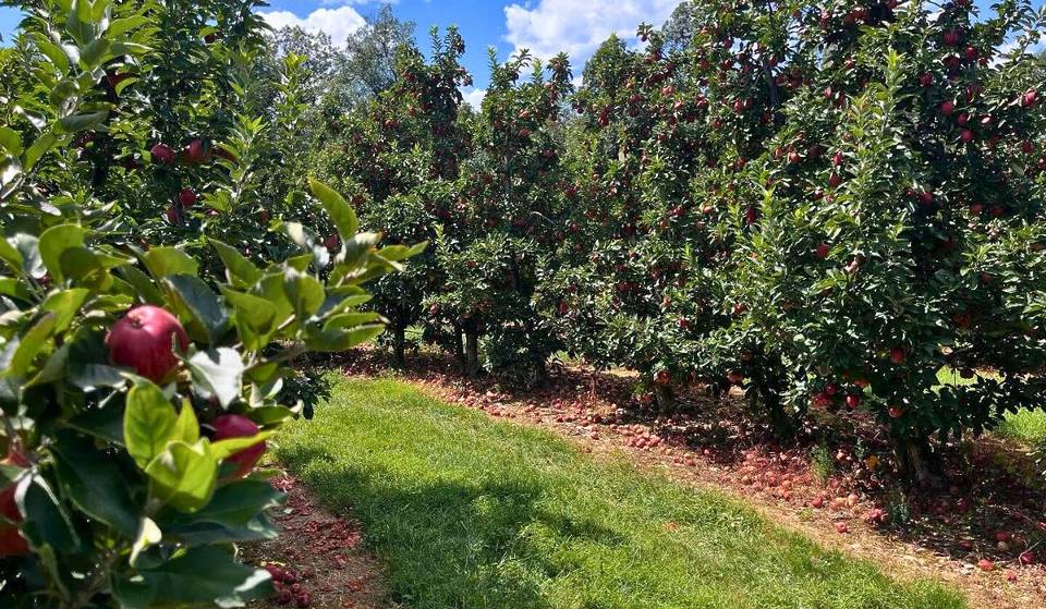 41,000 Apple Trees, Rolling Hills, Cider Donuts, & Fall Magic: Brown’s Orchards Named One Of The Best Apple Orchards In The U.S.