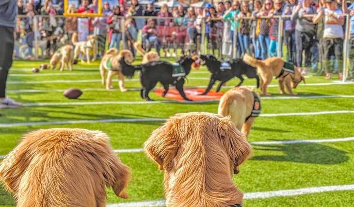 Philadelphia Is Getting A New Off-Leash Bar For Dogs — Complete With A Retro Doggy Ice Cream Parlor And &#8216;Woof Wardens&#8217;