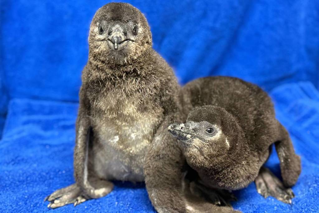 African penguin chicks born at the Adventure Aquarium