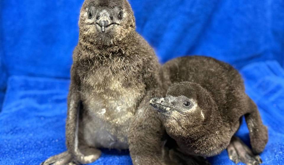 Adventure Aquarium Just Welcomed Two Baby African Penguin Chicks—And It’s A Big Win For Conservation