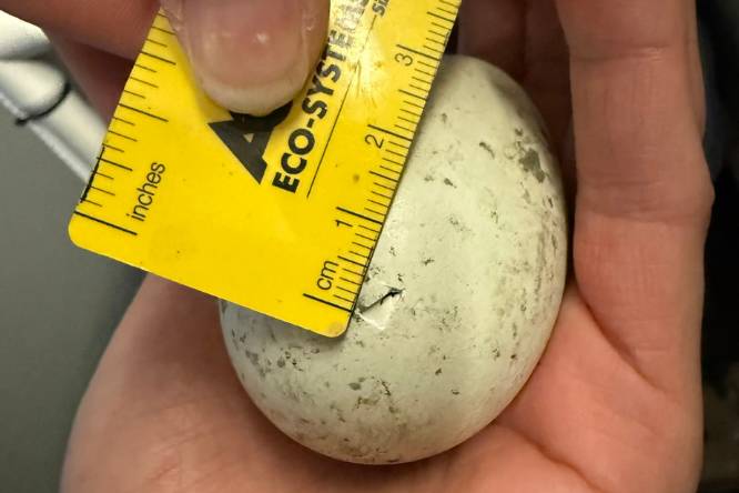 Aquarium Welcomes Two Baby African Penguin Chicks in a Rare Conservation Win