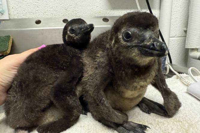 Oscar and Duffy baby penguins