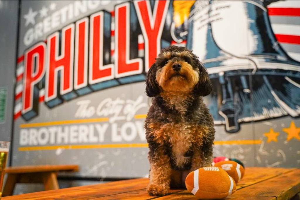 Dog in Craft Hall for Bark Bowl