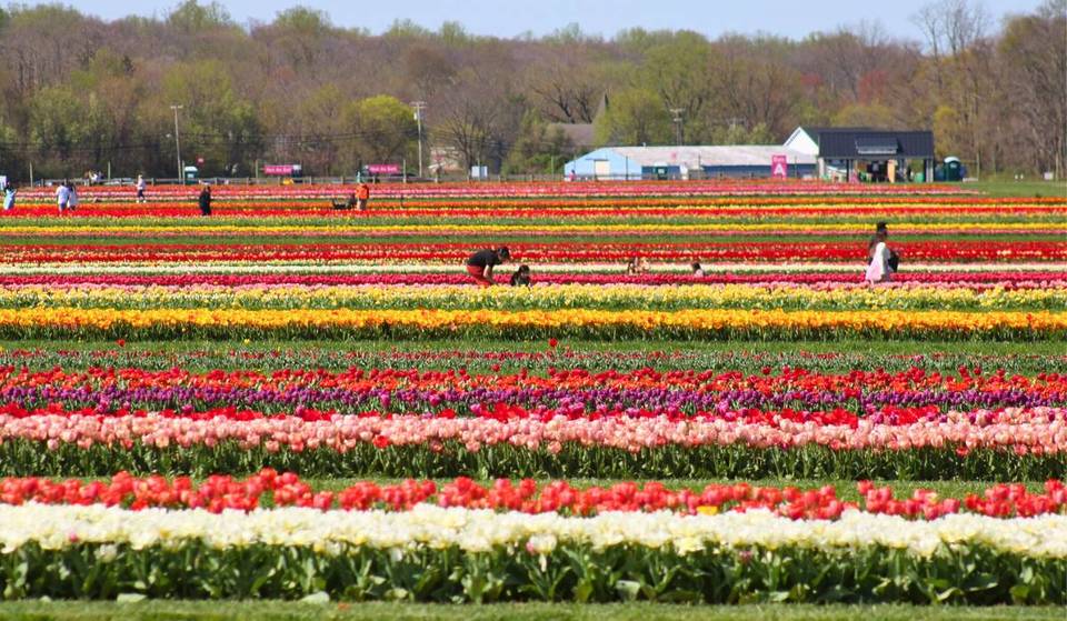 The Largest U-Pick Tulip Farm in America Is Just 60 Minutes From Philly — With 8 Million Blooms &amp; Rainbow Fields