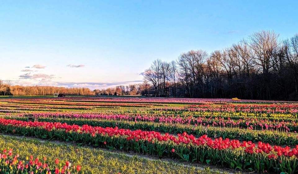 This Massive 99-Acre Tulip Festival Only 30 Minutes From Philly Will Feature 1.5 Million Blooms And Endless Fields Of Spring Color