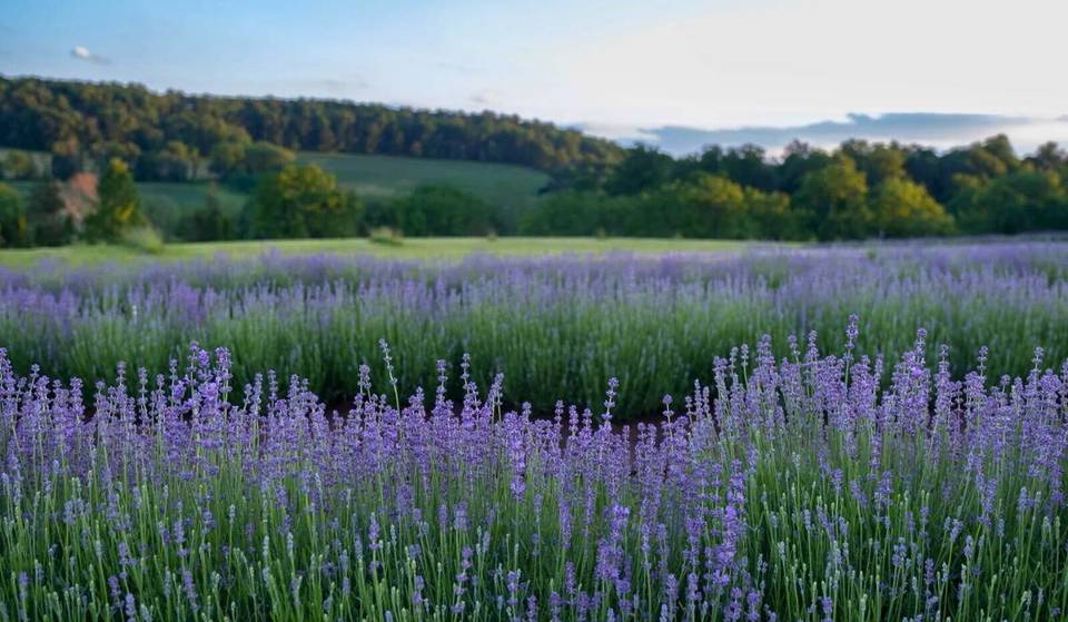 The ‘Little Provence’ of Pennsylvania Is Only 1 Hour From Philly — And It Features Thousands of Fragrant Purple Blooms
