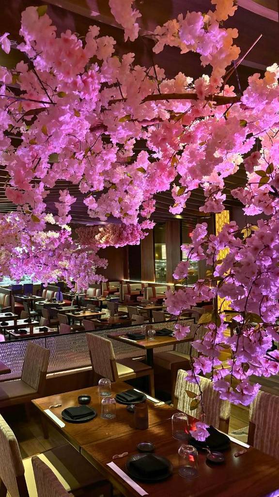 Cherry blossom festival at Kuro