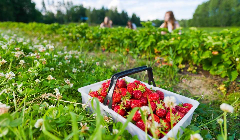 This sprawling Bucks County farm is transforming into a massive strawberry playground for two weekends with 25+ family attractions and $12 tickets
