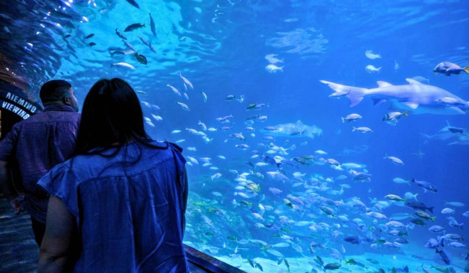 Adventure Aquarium is hosting ‘Sunset with the Sharks,’ a one-night-only after-hours experience for guests 21+