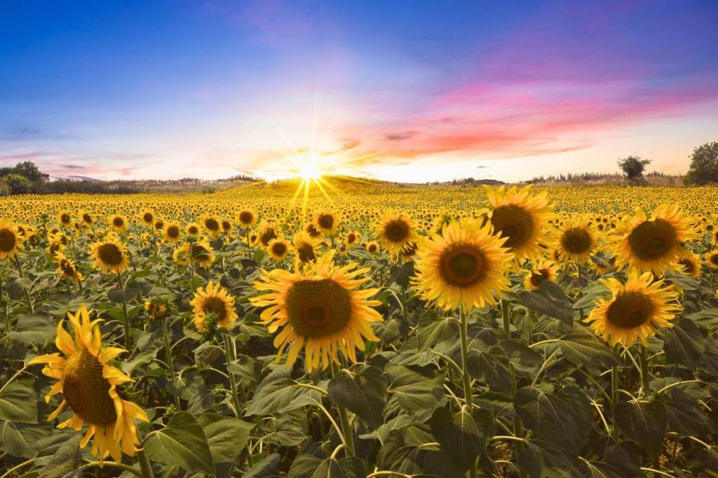 sunflowers
