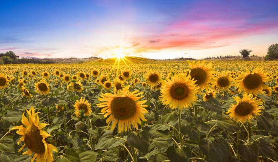 A staggering 185,000 sunflowers are blooming at this Pennsylvania labyrinth just over an hour from Philadelphia