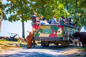 The most incredible open-air safari in Pennsylvania is only 2 hours from Philadelphia — with over 500 free-roaming animals