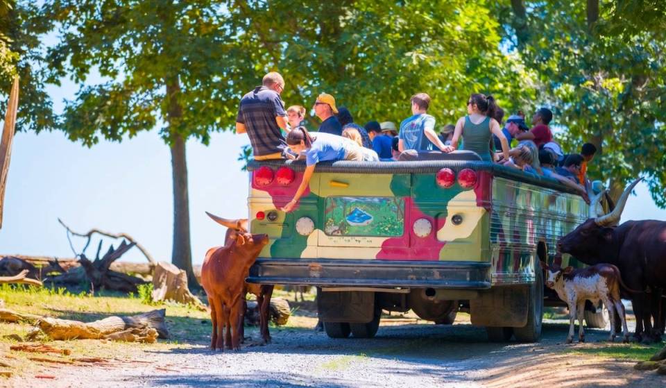 The most incredible open-air safari in Pennsylvania is only 2 hours from Philadelphia — with over 500 free-roaming animals