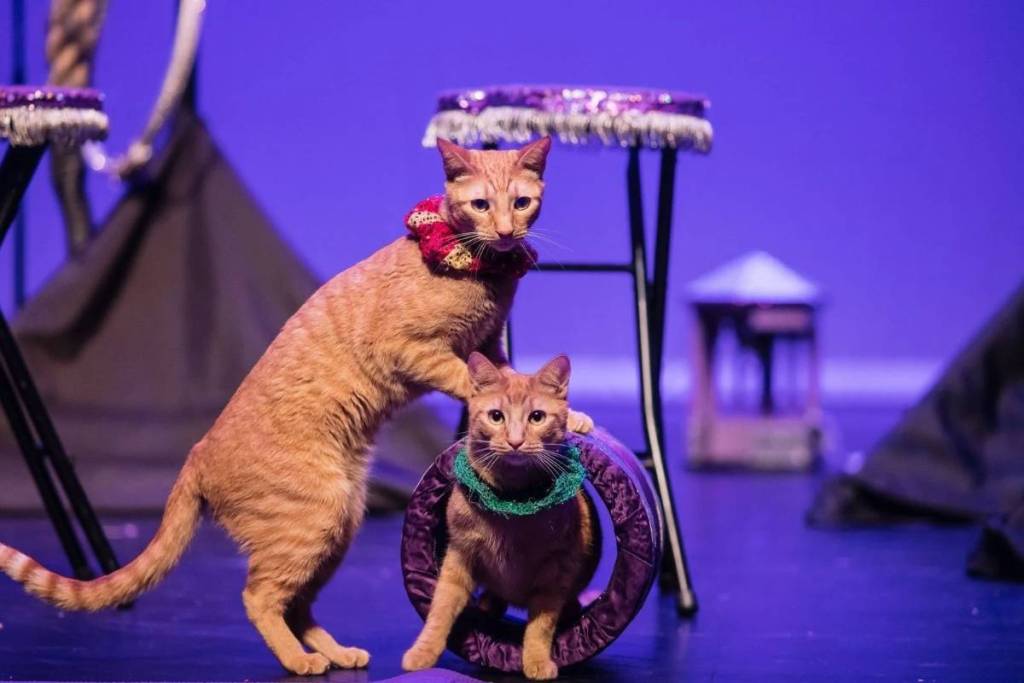The Amazing Acro-Cats