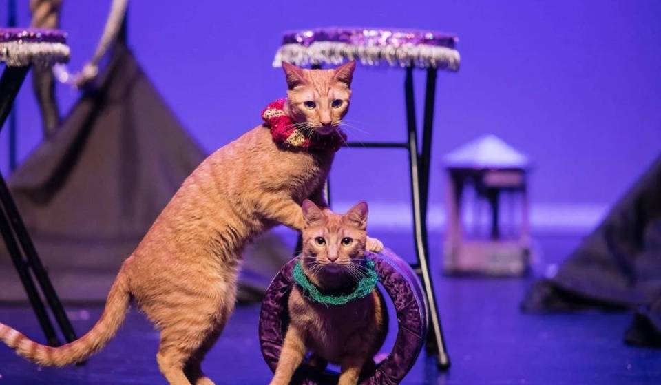 Amazing Acro-Cats are bringing skateboarding cats, tricks and a rockin’ feline band to Philadelphia this September