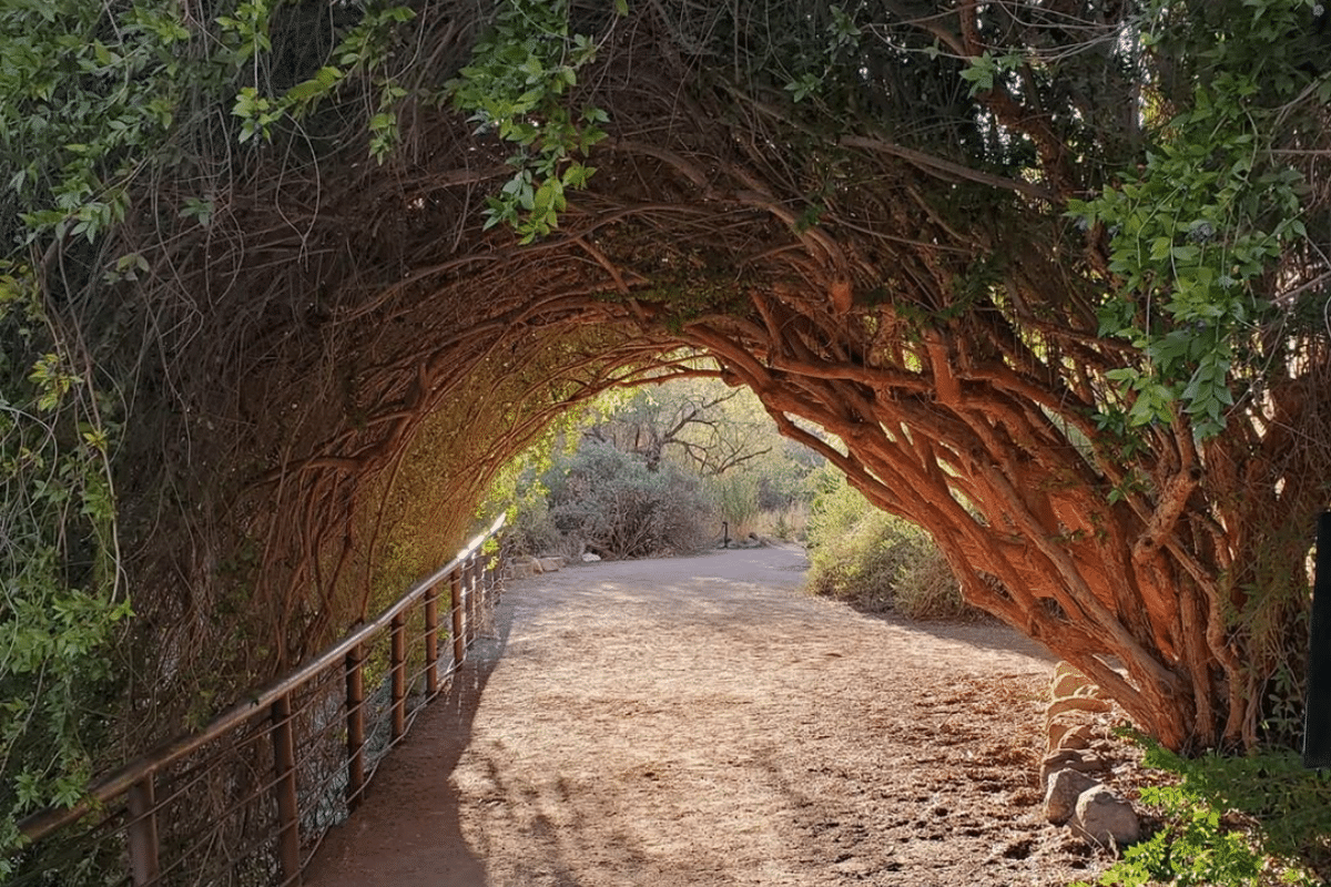 5 Things To Do This In Phoenix This July Secret Phoenix