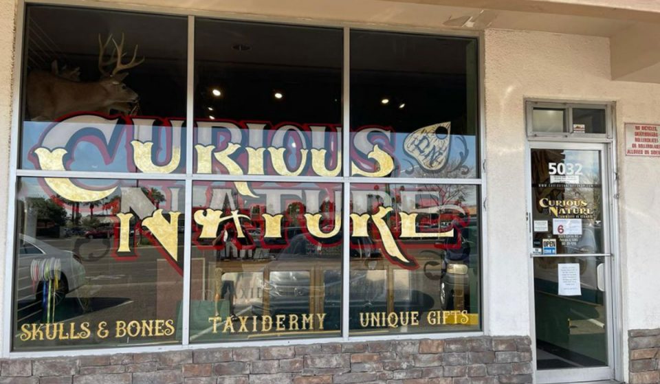 This Curious Phoenix Store Sells Everything From Raccoon Skulls To A Ouija Board