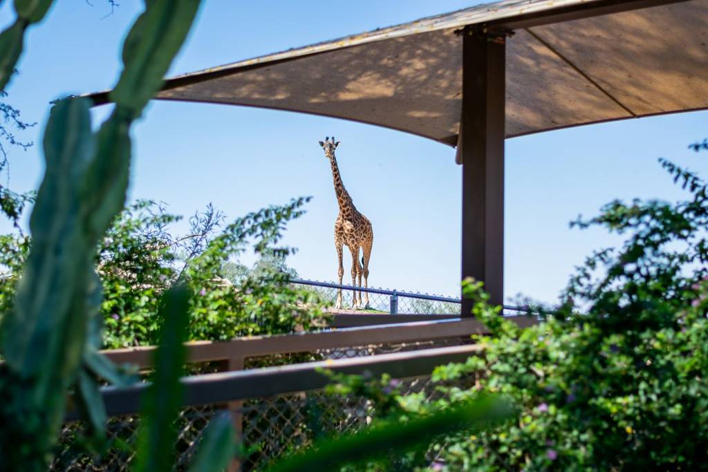 A giraffe at Phoeniz Zoo.
