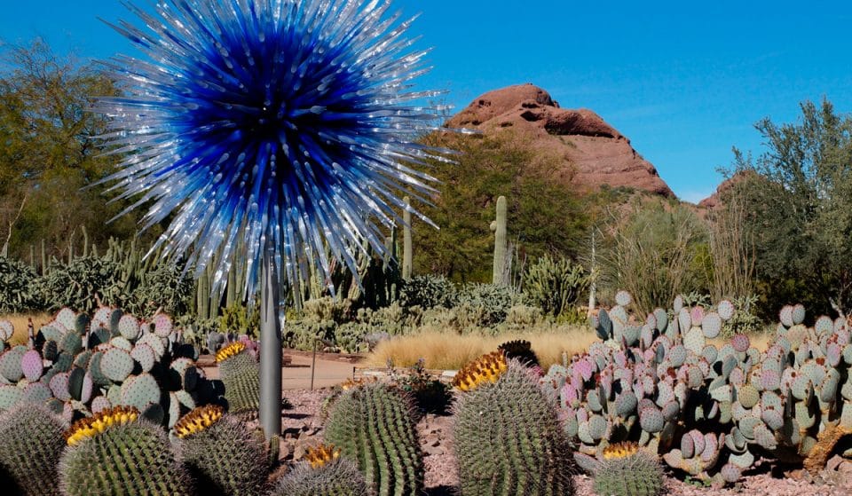 Celebrate Mother’s Day At The Desert Botanical Garden This May