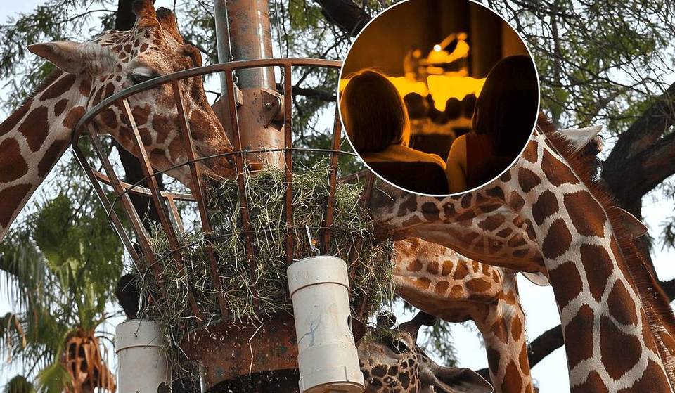 Under the desert sky: The glowing outdoor concert series transforming the Phoenix Zoo after dark