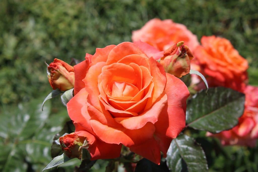 rosal de Roma