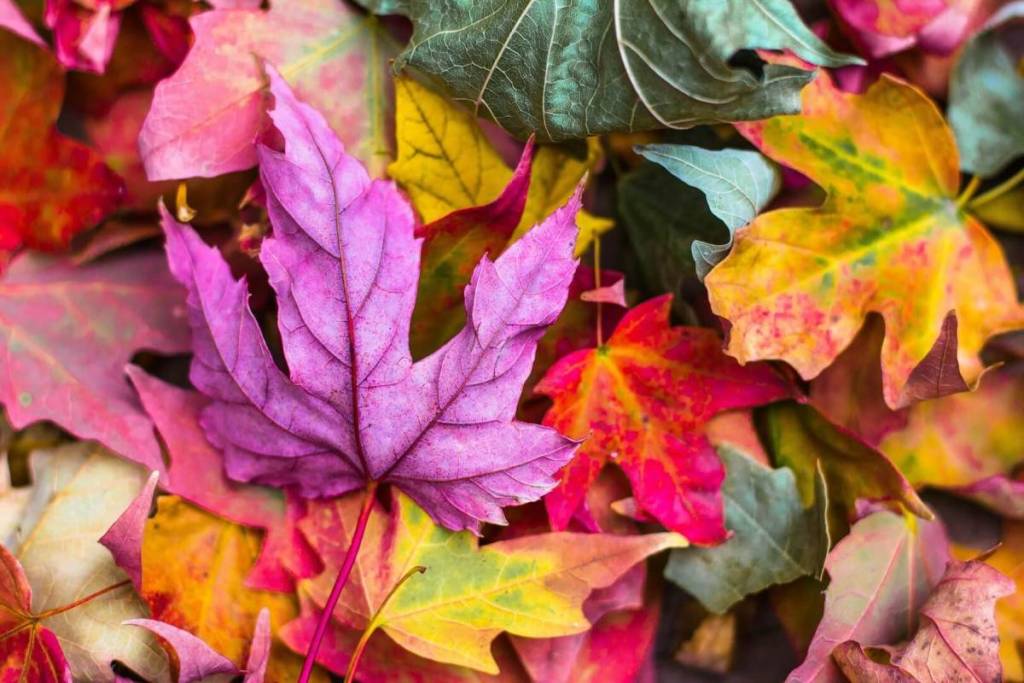 Foglie dei colori dell'autunno, dal rosa al rosso e al giallo
