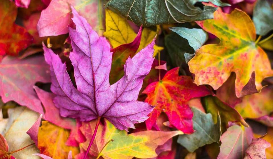Foliage a Roma, 10 posti dove scattare delle bellissime foto in autunno
