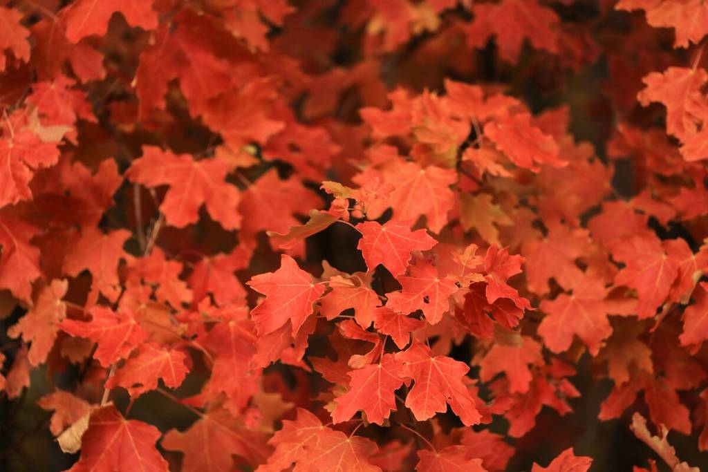 foliage