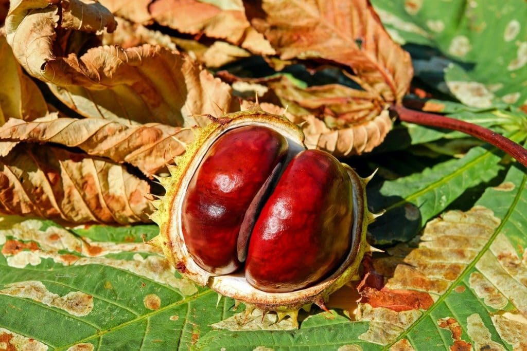raccogliere castagne roma