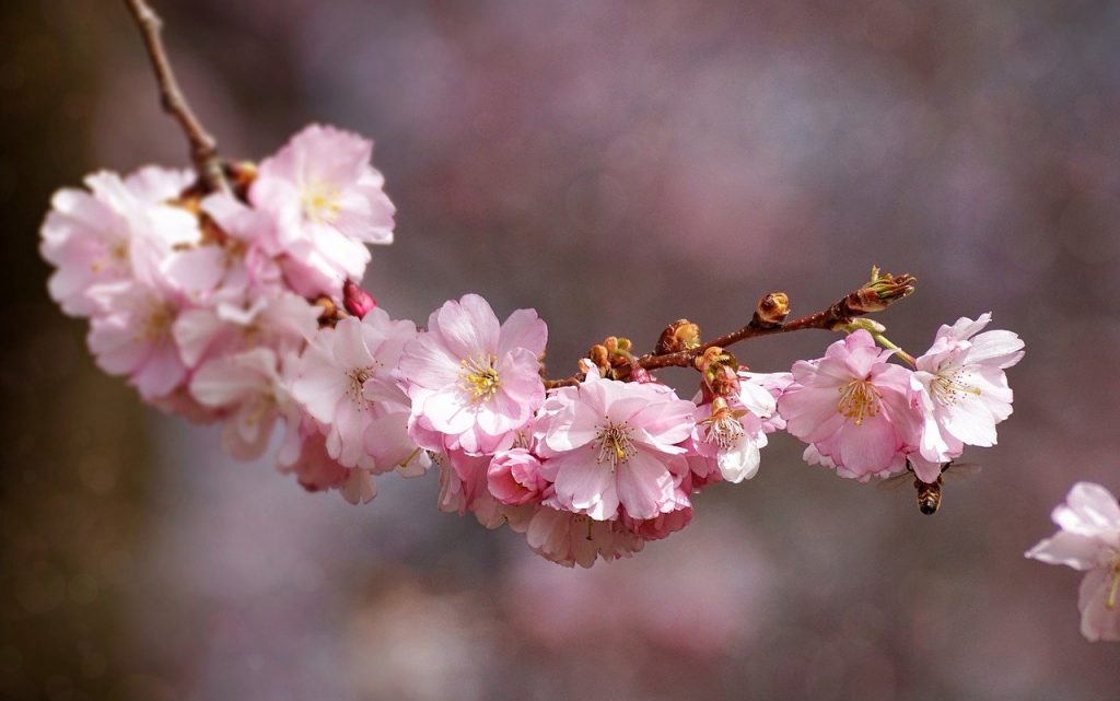 jardim japonês