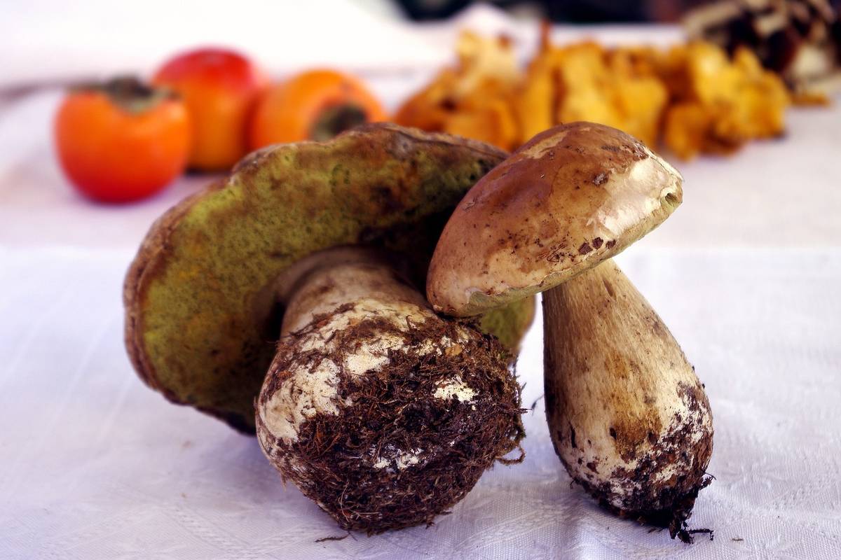 porcini