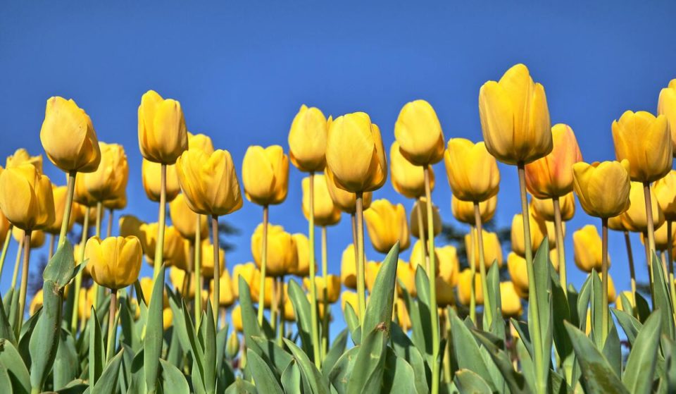 La prossima settimana potrai raccogliere dei meravigliosi tulipani