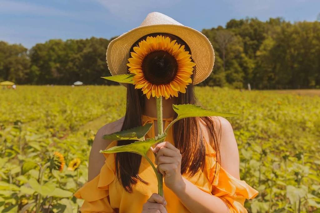 Campi di girasoli