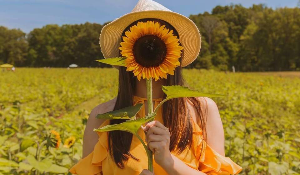 Wo man in Latium Sonnenblumen sehen kann: die schönsten Felder in der Nähe von Rom