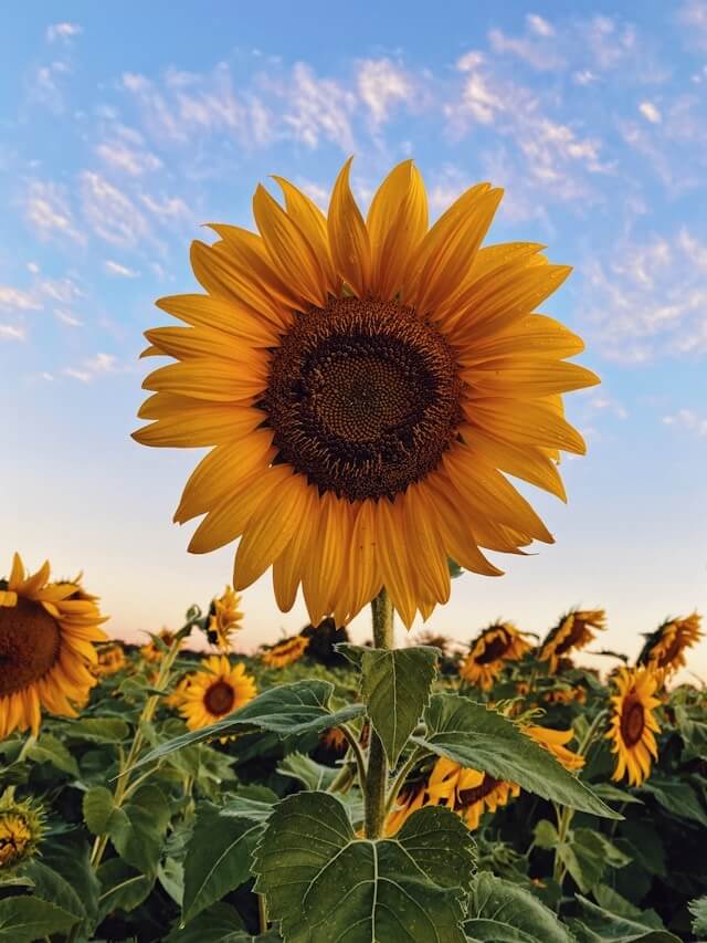 Girasole